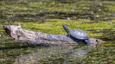 Avrupa gölet kaplumbağası (Emys orbicularis)