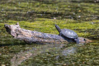Avrupa gölet kaplumbağası (Emys orbicularis)