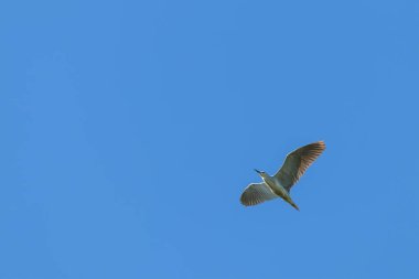 Kara Taç Giyen Gece Balıkçıl