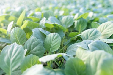 Genç lahana fideleri. Lahana fideleri sera.