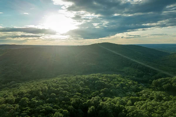 Aerial Forest in Sunny summer Day from Top. Sun and sun flare.