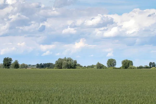 Groene Tarwe Veld Landschap Groene Tarweveld — Stockfoto