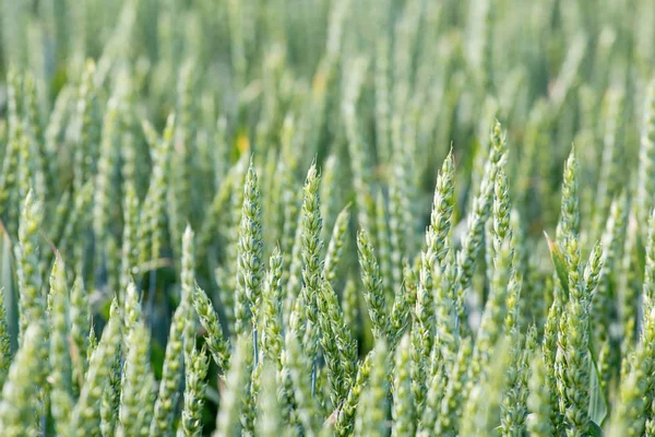 Campo Trigo Verde Contexto Agrícola — Foto de Stock