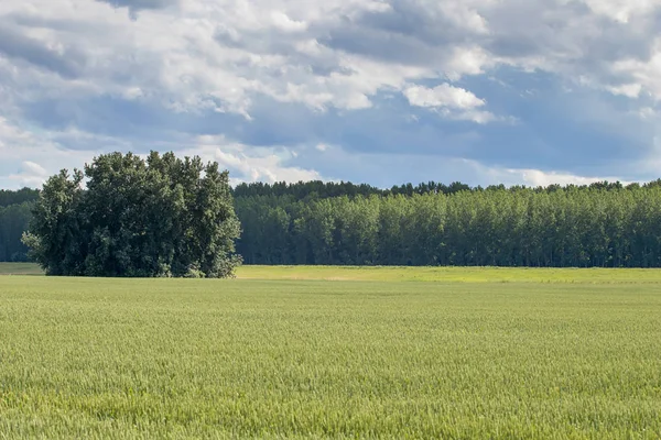 Green Wheat field landscape. Green wheat field.