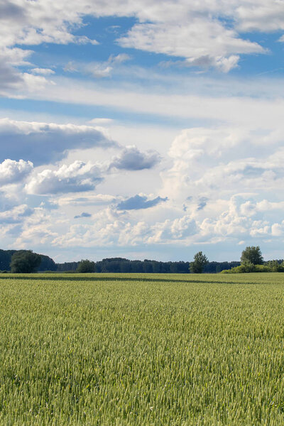 Green Wheat field landscape. Green wheat field.