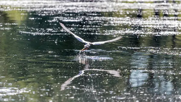 물고기와 물에서 나오는 제비갈매기 — 스톡 사진