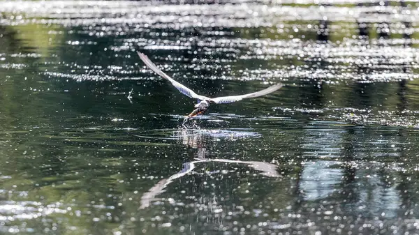 Kleine Seeschwalbe Steigt Mit Einem Fisch Aus Dem Wasser — Stockfoto