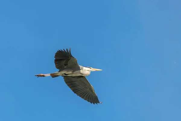 Gray Heron Ardea Cinerea Англійською Життя Природному Середовищі — стокове фото