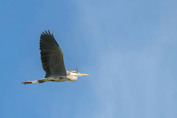 Garza Gris Ardea Cinerea Volando Vida Silvestre Hábitat Natural — Foto de Stock