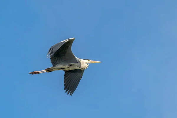 Gray Heron Ardea Cinerea Англійською Життя Природному Середовищі — стокове фото
