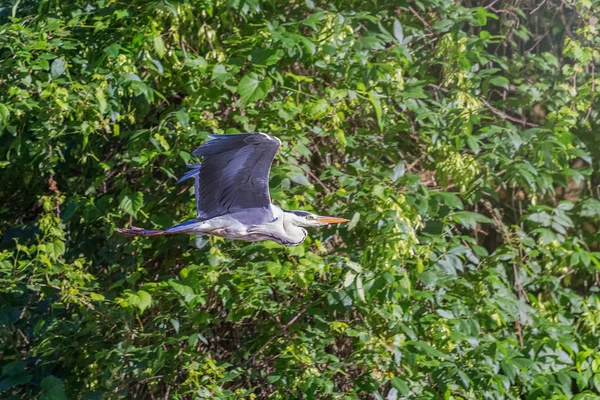 Garça Cinzenta Ardea Cinerea Voando Vida Selvagem Habitat Natural — Fotografia de Stock