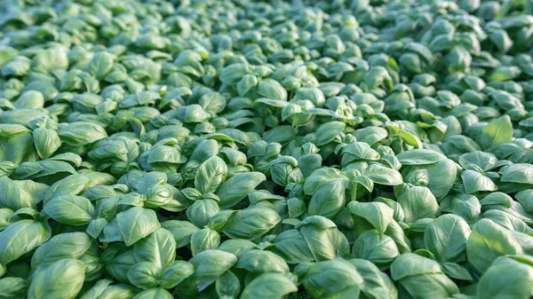 Fresh basil. Green basil. Green basil Food background. A lot of basil.