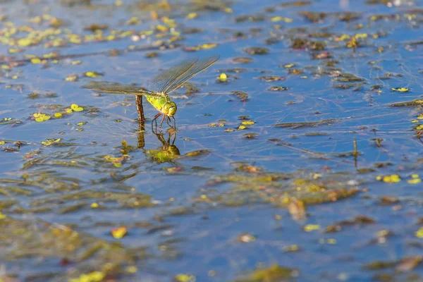 Colorful Dragonfly Plant Reflecting Water Dragonfly Laying Eggs Stock Photo