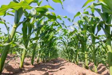 Tarlada yetişen yeşil mısır. Yeşil Mısır Bitkileri.