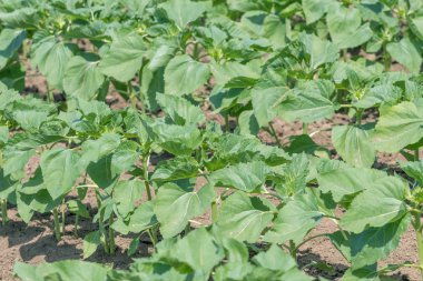 Genç yeşil ayçiçeği bitkiler. Alan genç ayçiçeği.