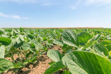 Yeşil olgunlaşmış soya fasulyesi tarlası. Sıralar dolusu yeşil soya fasulyesi. Soya tarlası..