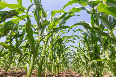 Tarlada yetişen yeşil mısır. Yeşil Mısır Bitkileri.