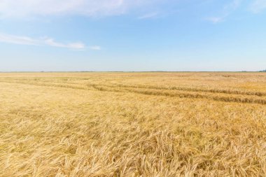 Yazın tarlada altın buğday kulakları. Buğday Arkaplanı.