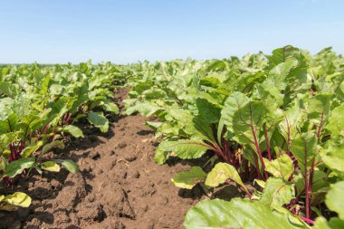 Kırmızı pancar tarlası. Genç yeşil kırmızı pancar bitkiler.