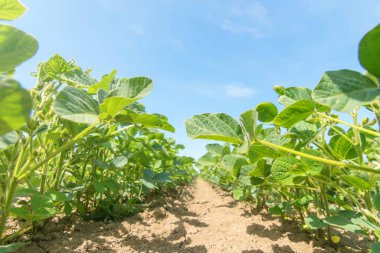 Genç alanında büyük yaprakları ile bitkiler büyümek soya yeşil.