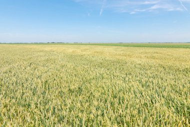 Güneşli bir günde yeşil buğday tarlası.