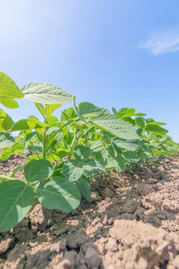 Genç alanında büyük yaprakları ile bitkiler büyümek soya yeşil.