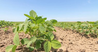 Genç alanında büyük yaprakları ile bitkiler büyümek soya yeşil.