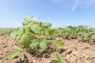 Genç alanında büyük yaprakları ile bitkiler büyümek soya yeşil.