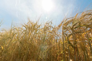 Buğday ve güneş mavi gökyüzü altında
