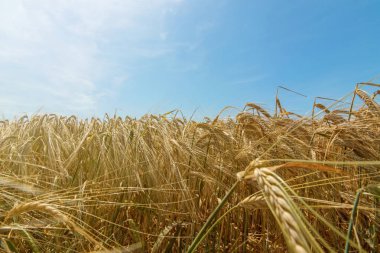 Buğday ve güneş mavi gökyüzü altında