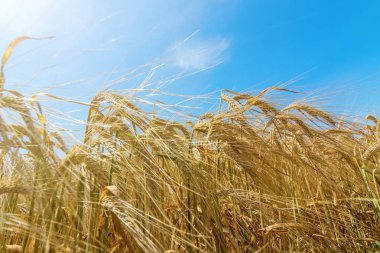 Buğday ve güneş mavi gökyüzü altında