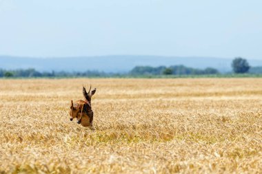 Karaca Buck buğday alanında atlamak. Karaca yaban hayatı.