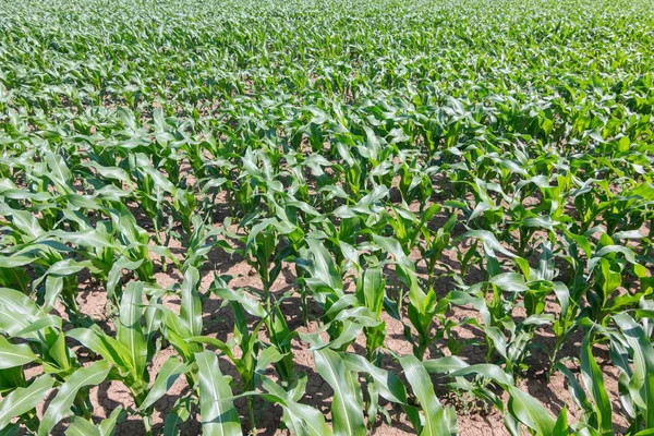 Campo Maíz Verde Maíz Verde Creciendo Campo Cielo Azul Sol —  Fotos de Stock