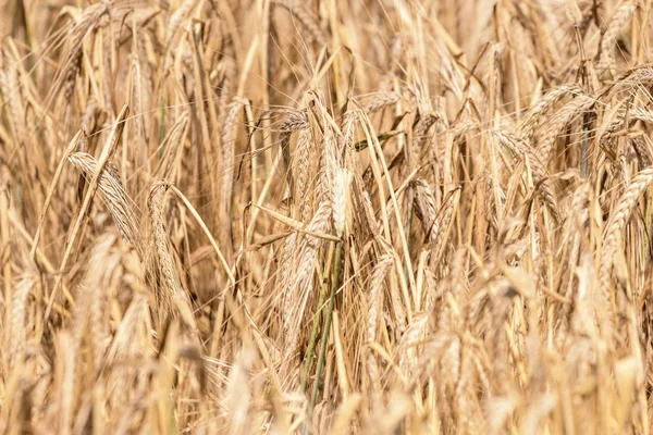 フィールド上の夏に小麦の黄金の耳 麦の背景 — ストック写真