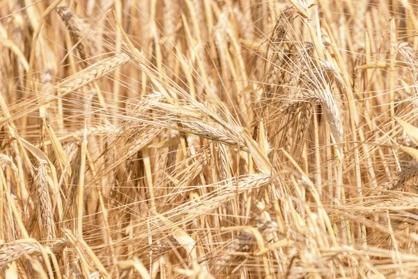 Las Espigas Doradas Trigo Verano Campo Fondo Trigo — Foto de Stock