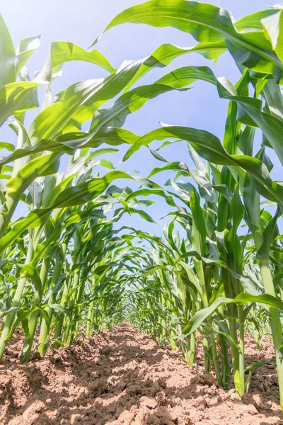 Green corn growing on the field. Green Corn Plants.