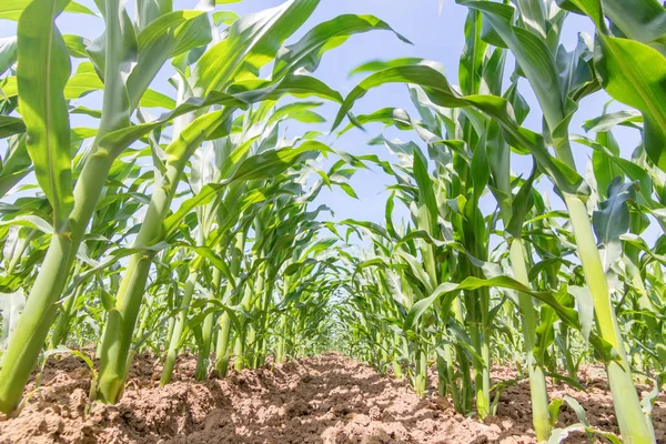 Green corn growing on the field. Green Corn Plants.