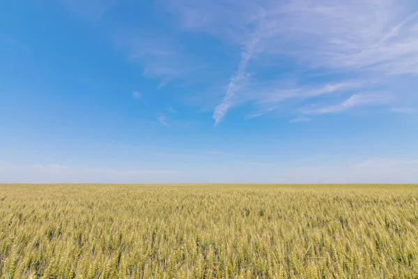 Зелене Пшеничне Поле Сонячний День — стокове фото