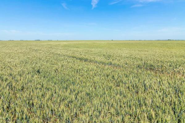 Зелене Пшеничне Поле Сонячний День — стокове фото