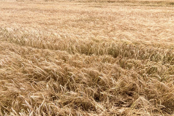 Las Espigas Doradas Trigo Verano Campo Fondo Trigo — Foto de Stock