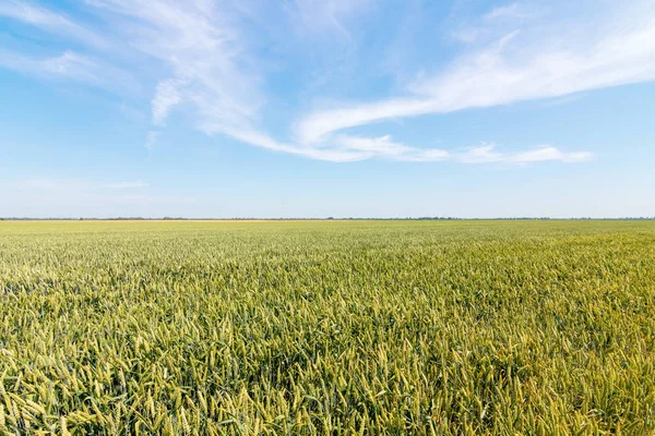 Grünes Weizenfeld Sonnigem Tag — Stockfoto