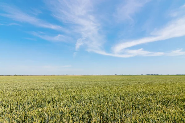 Green Wheat Field Sunny Day — Stock Photo, Image
