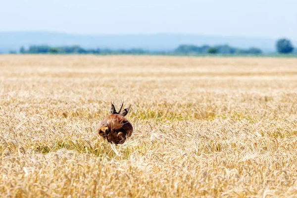 Reeën Buck Springen Een Tarweveld Reeën Wildlife — Stockfoto