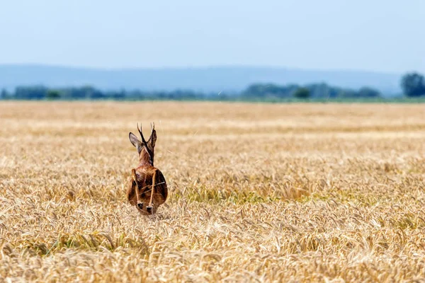 Roe Deer Buck Salta Campo Trigo Cervos Roe Vida Selvagem — Fotografia de Stock