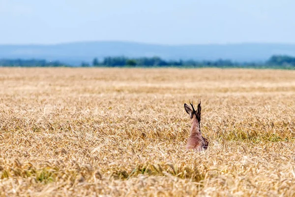 Roe Deer Buck Salta Campo Trigo Cervos Roe Vida Selvagem — Fotografia de Stock