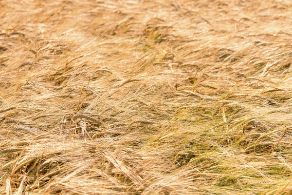 Gouden Oren Van Tarwe Zomer Het Veld Tarweachtergrond — Stockfoto