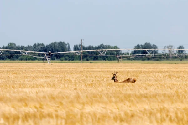 Roe Deer Buck Campo Trigo Cervos Roe Vida Selvagem — Fotografia de Stock