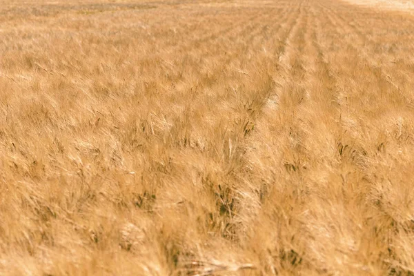 Las Espigas Doradas Trigo Verano Campo Fondo Trigo — Foto de Stock