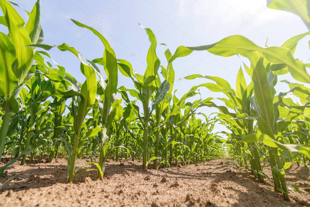 Green corn growing on the field. Green Corn Plants.