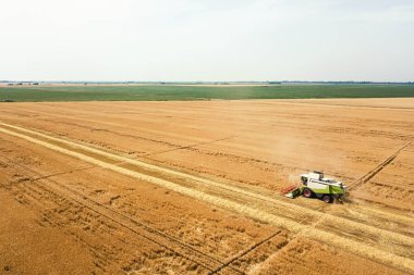 Buğday tarlasında çalışan hasat makinesini birleştirin. Biçici Hava Görünümünü Birleştir. 